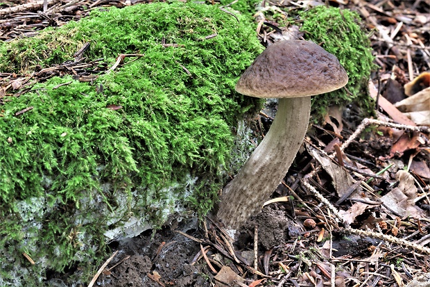 kozák hrabový Leccinum pseudoscabrum (Kallenb.) Šutara