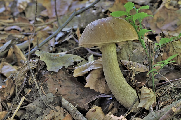 kozák brezový Leccinum scabrum (Bull.) Gray