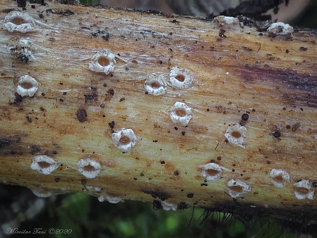 dubkovec Stictis sp.