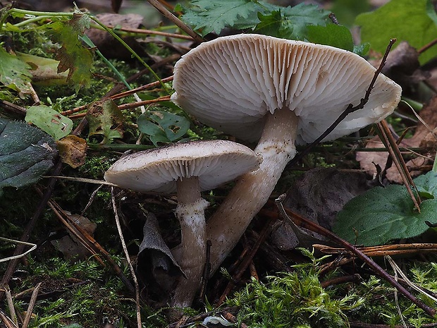 čírovka vŕbová Tricholoma cingulatum (Almfelt) Jacobashch