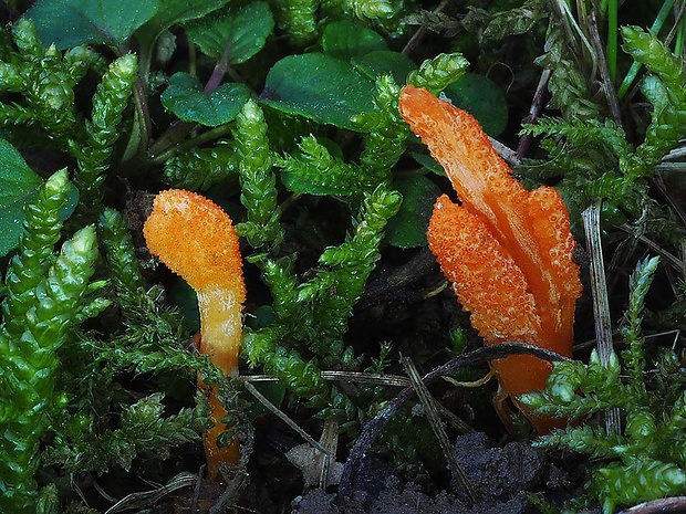 žezlovka hmyzová Cordyceps militaris (Fr.) Link