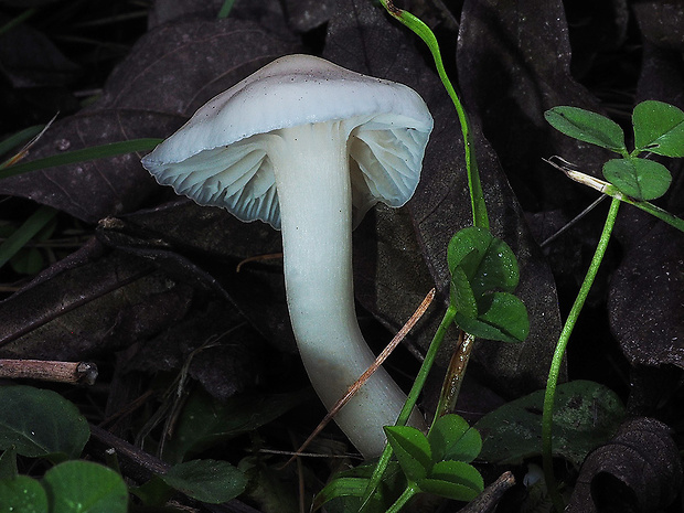 lúčnica snehobiela Cuphophyllus virgineus (Wulfen) Kovalenko