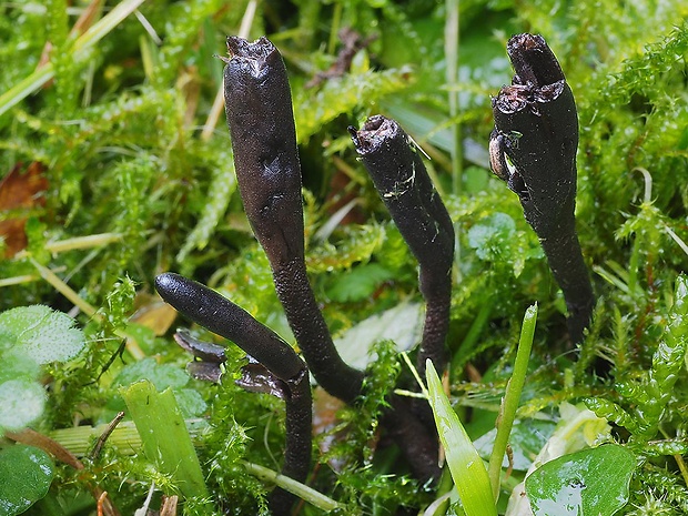 jazýček šupinkatý Geoglossum fallax E.J. Durand