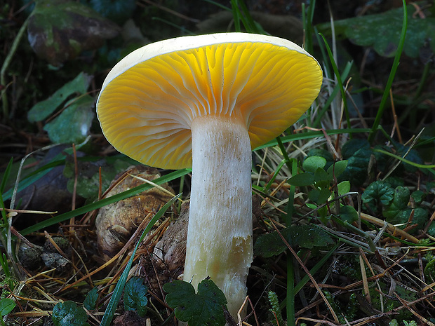 šťavnačka smrekovcová Hygrophorus lucorum Kalchbr.