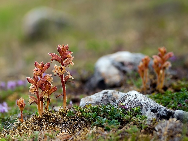 záraza biela Orobanche alba Willd.