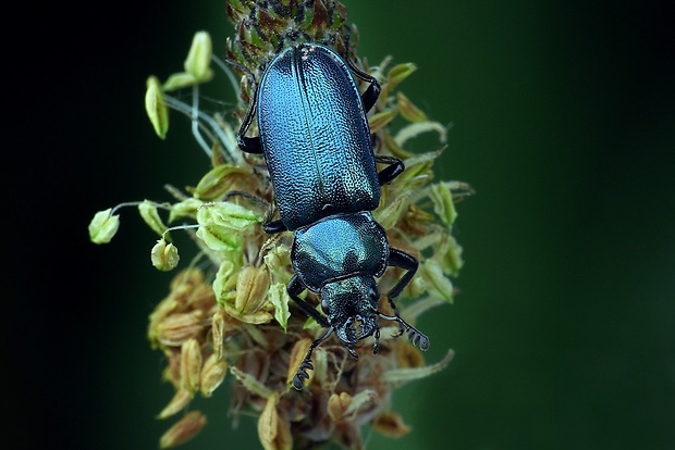 roháčik kovový (sk) / roháček kovový (cz) Platycerus caraboides Linnaeus, 1758