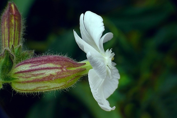 silenka biela pravá Silene latifolia subsp. alba (Mill.) Greuter et Burdet