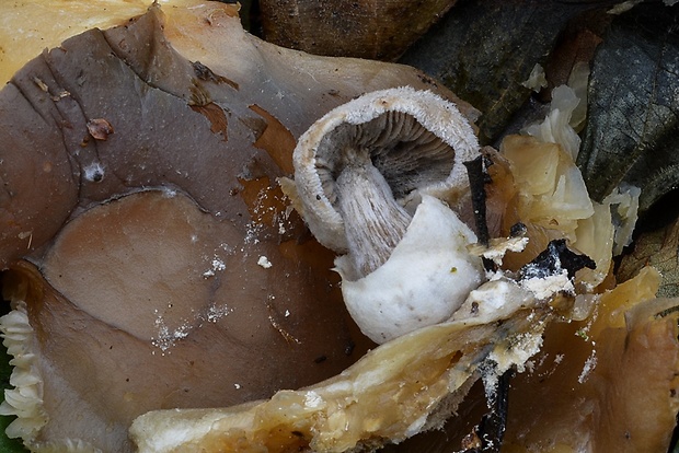 pošvovec cudzopasný Volvariella surrecta (Knapp) Singer