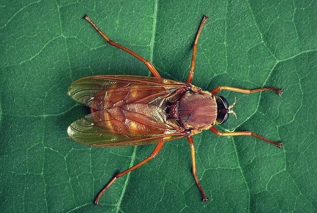 drevárka (sk) / drvohlodka rezavá (cz) Coenomyia ferruginea Scopoli, 1763