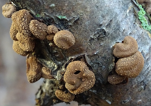 dutinovka otrubnatá Encoelia furfuracea (Roth) P. Karst.