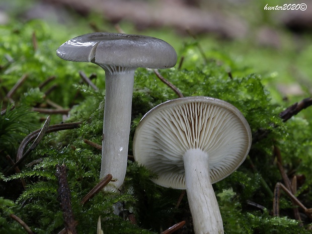 šťavnačka voňavá Hygrophorus agathosmus (Fr.) Fr.