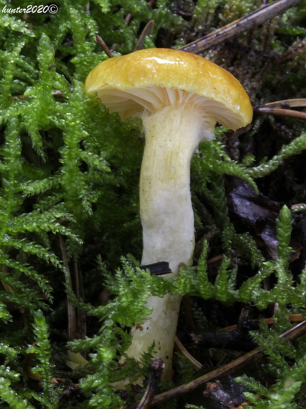 šťavnačka mrazová zlatá Hygrophorus hypothejus var. aureus (Arrh.) Imler