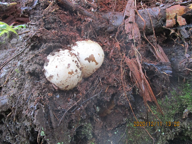 hadovka smradľavá Phallus impudicus L.