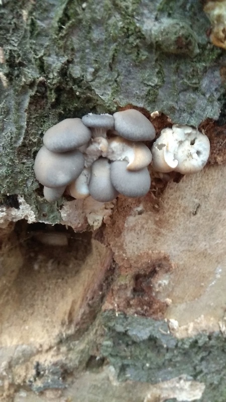 hliva ustricovitá Pleurotus ostreatus (Jacq.) P. Kumm.