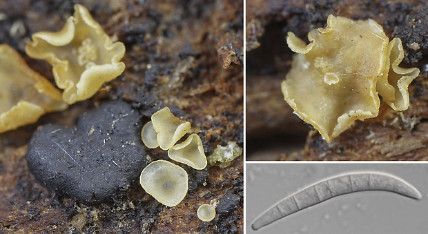 Hyalorbilia oreadum (Velen.) Baral, J.W. Guo & K.Q. Zhang