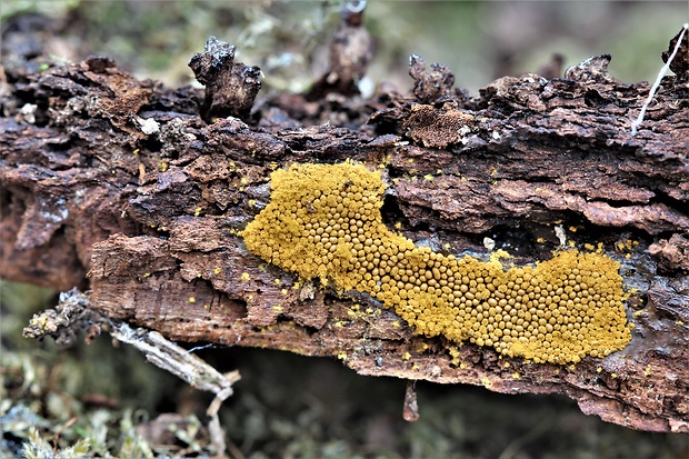 vlasnačka Trichia sp.