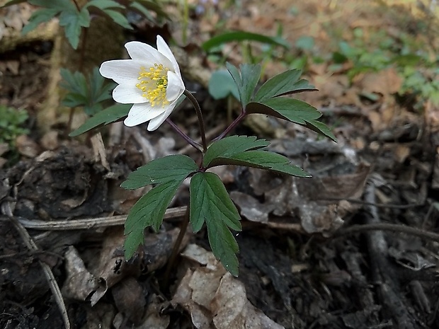 veternica hájna Anemone nemorosa L.