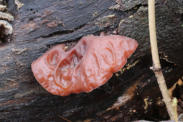 uchovec bazový Auricularia auricula-judae (Bull.) Quél.