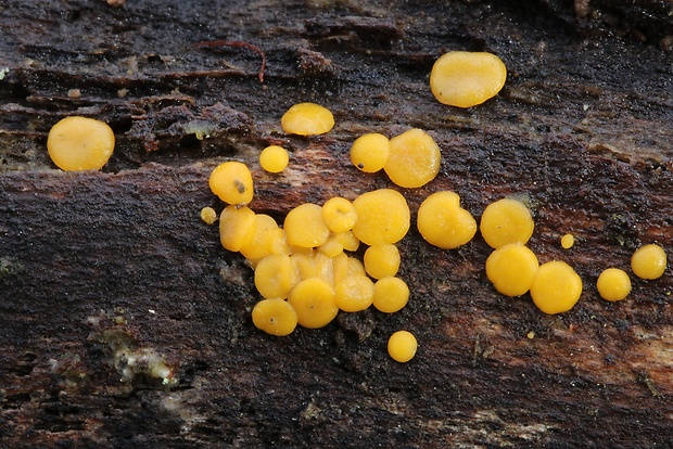 okrasník Bisporella sp.