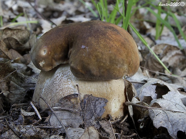 hríb bronzový Boletus aereus Bull. ex Fr.