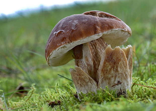 hríb smrekový Boletus edulis Bull.