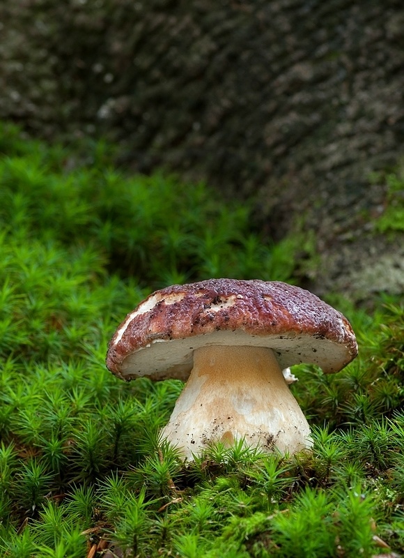 hríb sosnový Boletus pinophilus Pil. et Dermek in Pil.