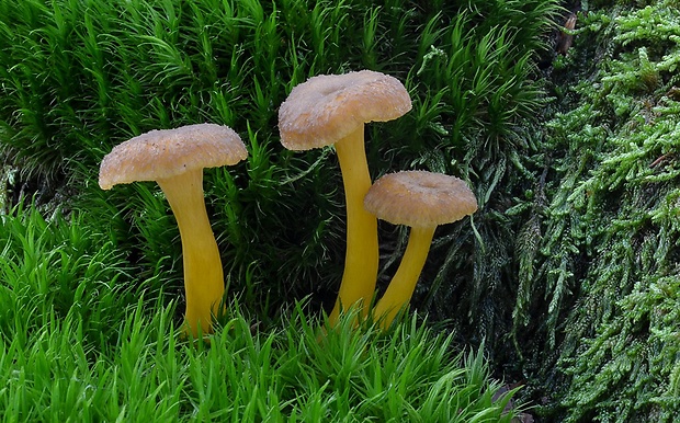 kuriatko lievikovité Craterellus tubaeformis (Fr.) Quél.