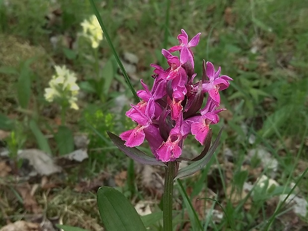 vstavačovec bazový Dactylorhiza sambucina (L.) Soó