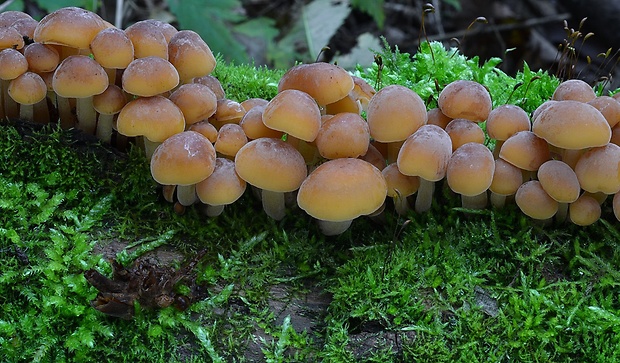 plamienka Flammulina sp.