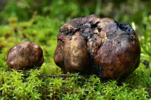 hľuza Hymenogaster citrinus Vittad.