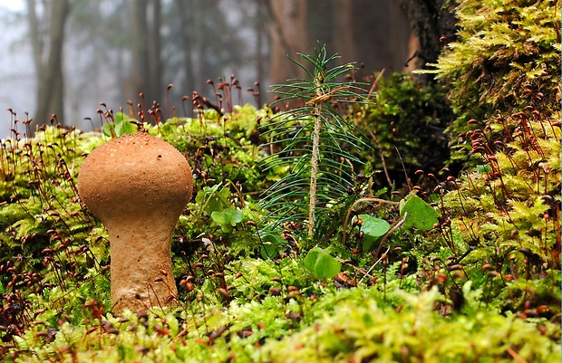 prášnica Lycoperdon sp.