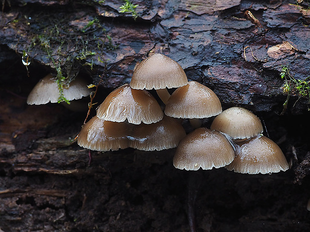 prilbička hnedosivá Mycena tintinnabulum (Paulet) Quél.