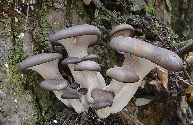 hliva ustricovitá Pleurotus ostreatus (Jacq.) P. Kumm.