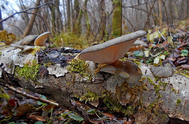 pňovka neskorá Sarcomyxa serotina (Pers.) P. Karst.