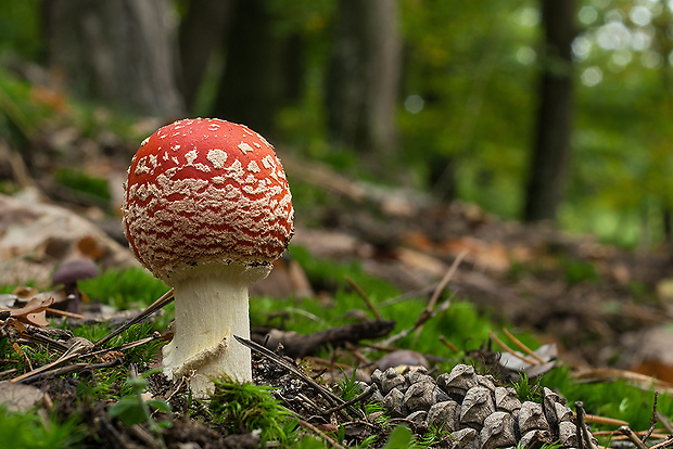 muchotrávka červená Amanita muscaria (L.) Lam.