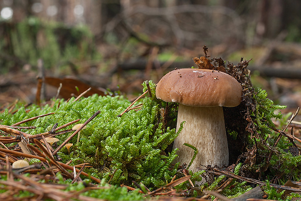 hríb smrekový Boletus edulis Bull.