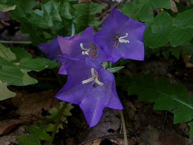 zvonček broskyňolistý Campanula persicifolia L.