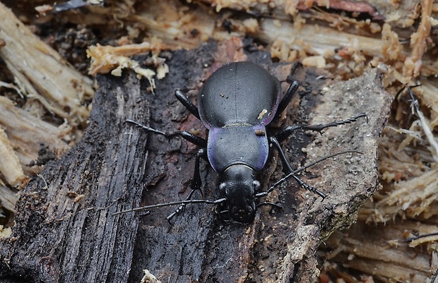 bystruška fialova Carabus violaceus