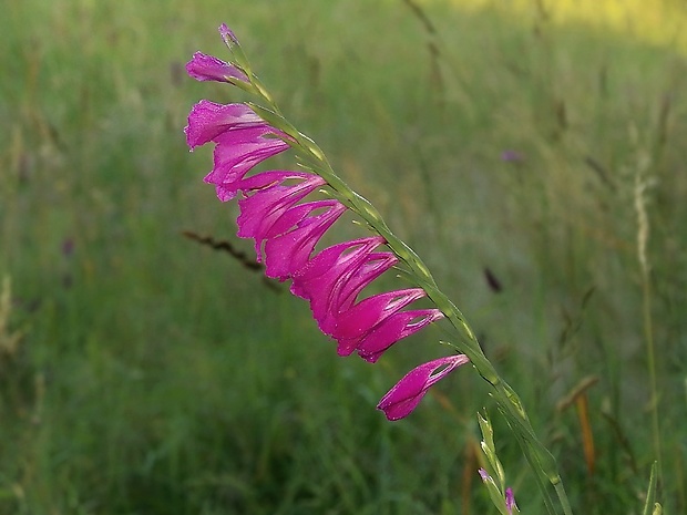 mečík škridlicovitý Gladiolus imbricatus L.