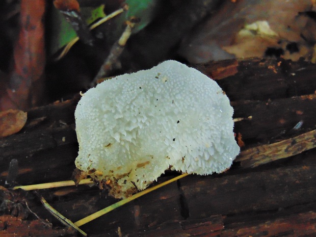 pajelenka želatínová Pseudohydnum gelatinosum (Scop.) P. Karst.