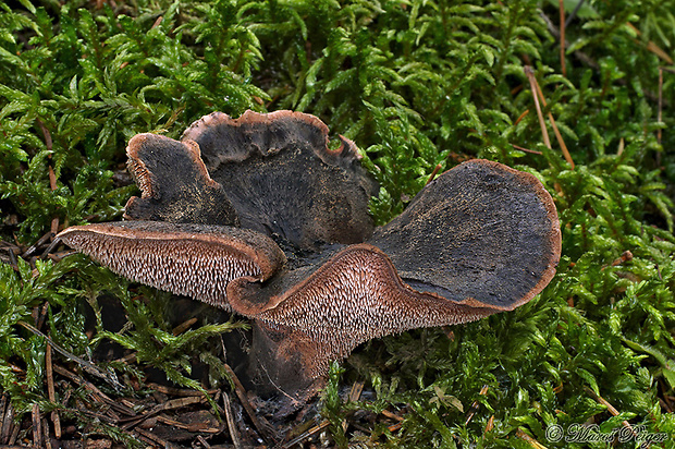 jelenkovec sivofialový Sarcodon fuligineoviolaceus (Kalchbr.) Pat.