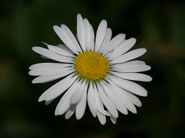 sedmokráska obyčajná Bellis perennis L.