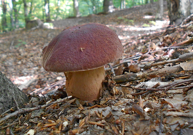 hríb sosnový Boletus pinophilus Pil. et Dermek in Pil.