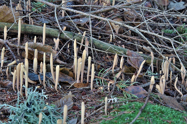 kyjak jazykovitý Clavariadelphus ligula (Schaeff.) Donk