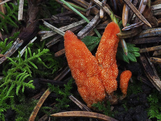 žezlovka hmyzová Cordyceps militaris (Fr.) Link