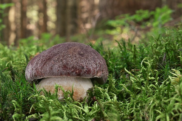 hríb sosnový Boletus pinophilus Pil. et Dermek in Pil.