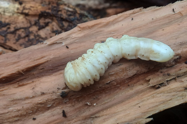 fuzáčovité - larva Cerambycidae sp.