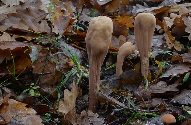 kyjak obrovský Clavariadelphus pistillaris (Fr.) Donk