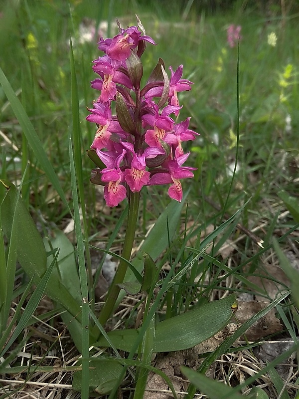 vstavačovec bazový Dactylorhiza sambucina (L.) Soó