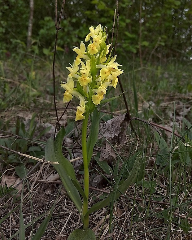 vstavačovec bazový Dactylorhiza sambucina (L.) Soó